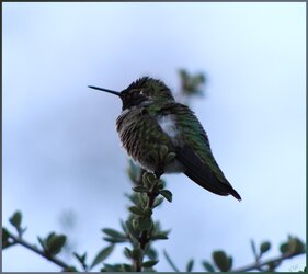 hummingbirddslr.jpg