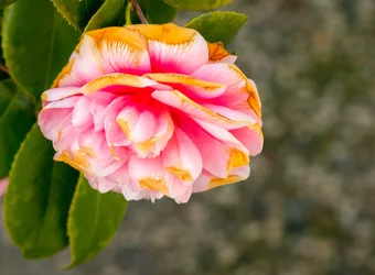 _MG_5858.webp