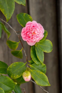 _MG_5868.webp