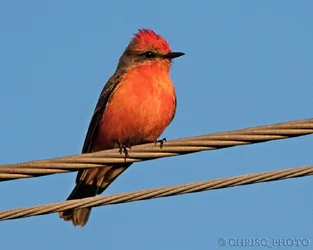 Vermillion-Flycatcher.webp