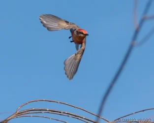 Vermillion-on-the-Fly.webp