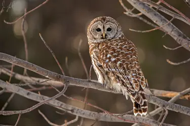 owl6.webp