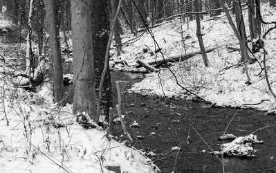 Helens Run.webp