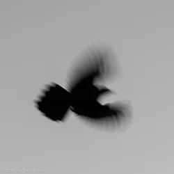 Bird (1 of 1).webp