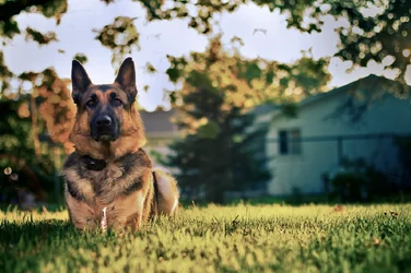$doggy1.webp