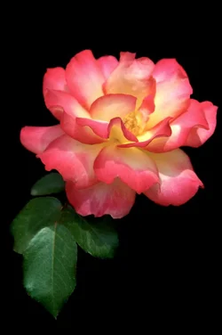 $floweruneditedweb-1.webp $floweruneditedweb-1.webp