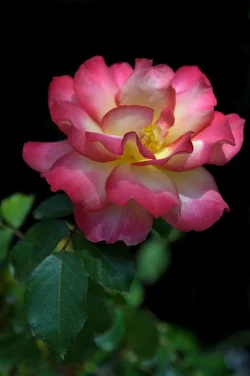 $floweruneditedweb3.webp $floweruneditedweb3.webp