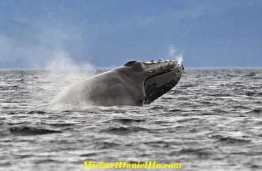 $whale58.webp