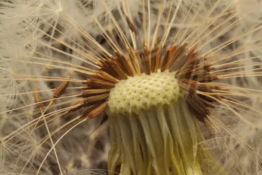 $Dandelion head_small_6908.webp $Dandelion head_small_6908.webp