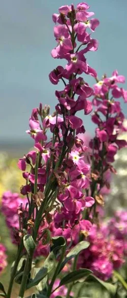 $flowers2web-2-1.webp
