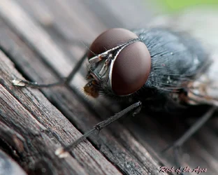 $fly-2.webp
