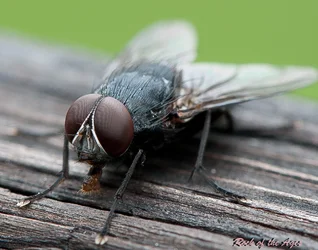 $fly-3.webp