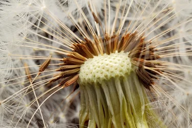 $Dandelion head_small_v2_6908.webp $Dandelion head_small_v2_6908.webp