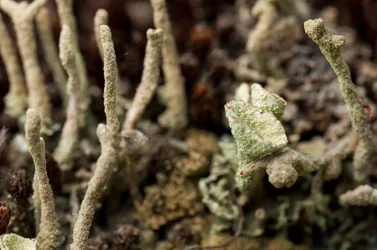 $chalicepillarlichen1.webp