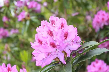 $Flower.webp