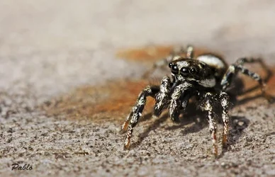 $zebraspringspin man.webp