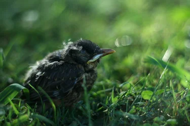 $bird.webp