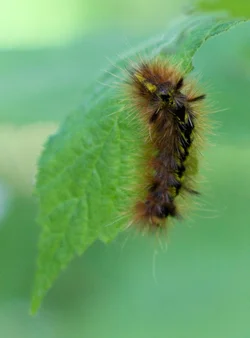 $IMG_1497-1.webp