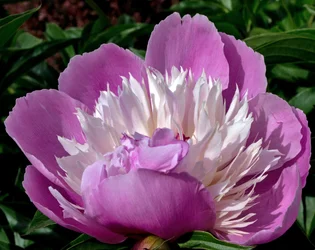 $purpleflower.webp