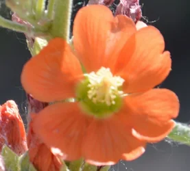 $soft_focus.webp