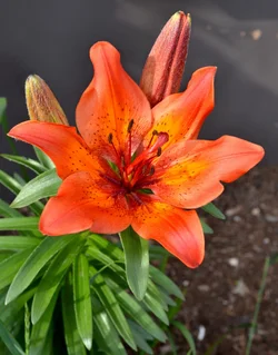 $orangeflower-1.webp