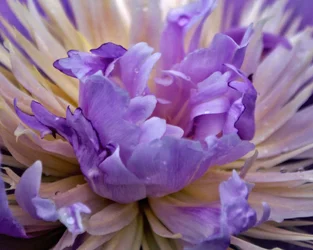 $funkyflower.webp