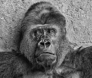 $sadgorilla-1.webp
