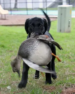 $Pup first duck small.webp