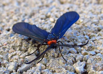 $Moth2.webp