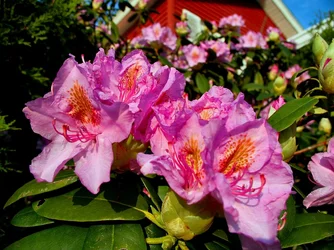 $flowers.webp $flowers.webp