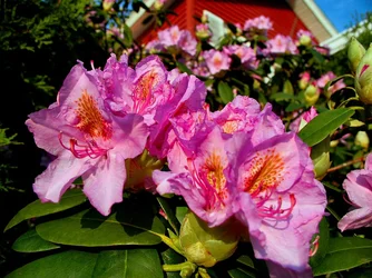 $flowers (1)-1.webp $flowers (1)-1.webp