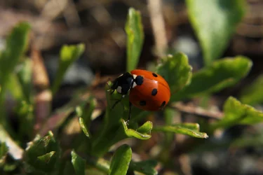 $IMG_7219.webp