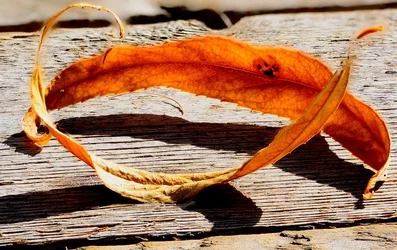 $!!!Leaves-on-wood---more-contrast.webp $!!!Leaves-on-wood---more-contrast.webp