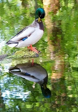 $mallard-2.webp