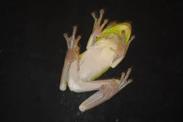 $frog.webp