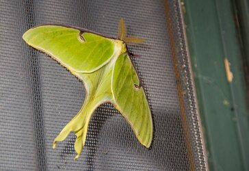 $luna moth.jpg