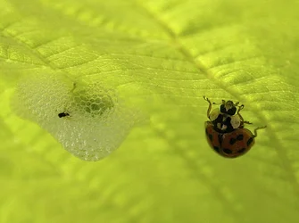 $Bug Pals 1.webp