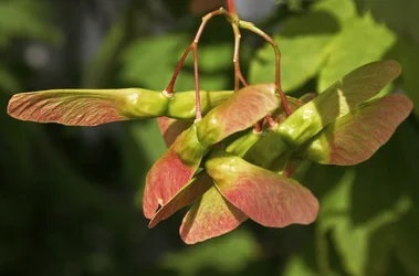 $Seed Pods 1.webp