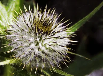 $Thistle 1.webp