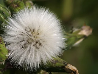 $Puff Dandelion 1.webp
