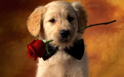 $6684-1440x900-Puppy-Love.webp