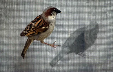 $bird on the screen-small.webp