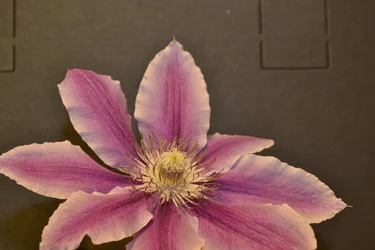 $_DSC0114original.webp