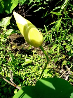 $lilypad bloom.webp