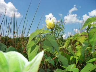 $single lilypad 2.webp