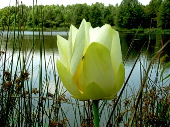 $single lilypad.webp