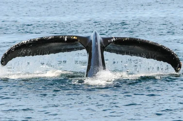 $whales 068-2.webp