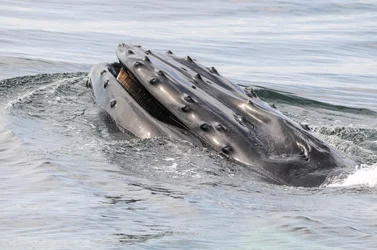 $whales 032-2.webp $whales 032-2.webp