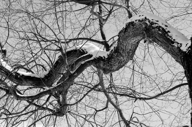Snow on the tree.webp