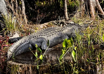 Gator,-Did-Someone-Mention-Gator.webp